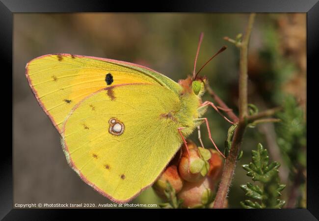 Dark Clouded Yellow (Colias croceus) Framed Print by PhotoStock Israel