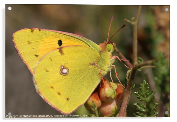 Dark Clouded Yellow (Colias croceus) Acrylic by PhotoStock Israel