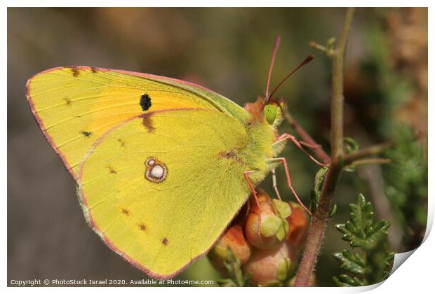 Dark Clouded Yellow (Colias croceus) Print by PhotoStock Israel