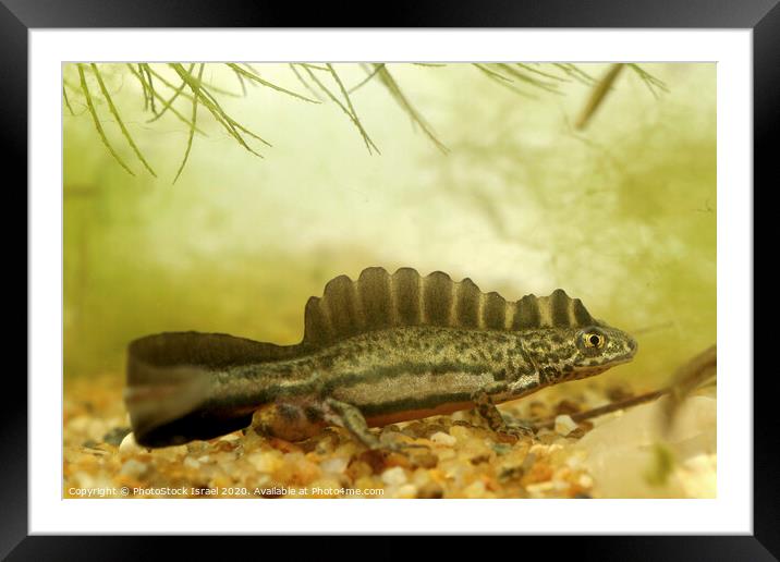 Southern Banded Newt (Ommatotriton vittatus) Framed Mounted Print by PhotoStock Israel