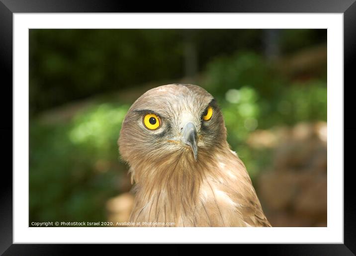 Steppe Eagle, (Aquila nipalensis), Framed Mounted Print by PhotoStock Israel