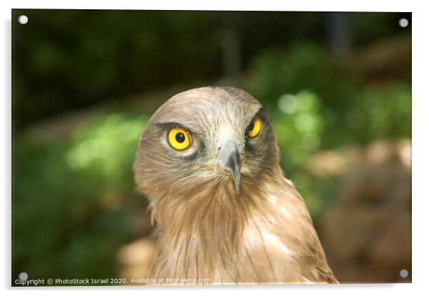 Steppe Eagle, (Aquila nipalensis), Acrylic by PhotoStock Israel