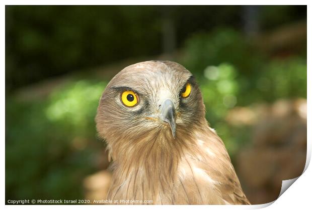 Steppe Eagle, (Aquila nipalensis), Print by PhotoStock Israel
