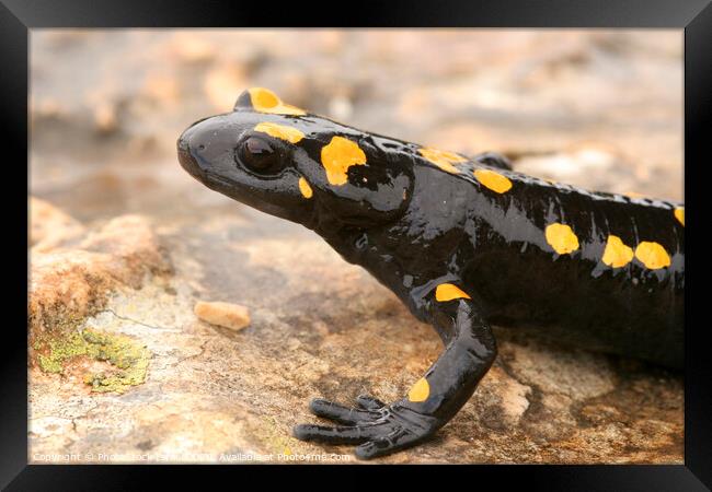 Fire Salamander (Salamandra salamandra)  Framed Print by PhotoStock Israel