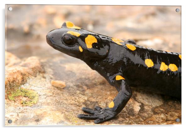 Fire Salamander (Salamandra salamandra)  Acrylic by PhotoStock Israel