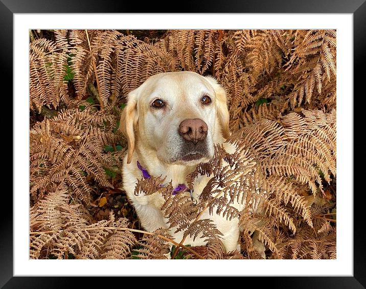 Labrador Dog looking at you Framed Mounted Print by Sue Bottomley