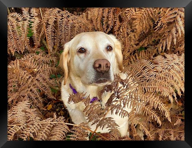 Labrador Dog looking at you Framed Print by Sue Bottomley