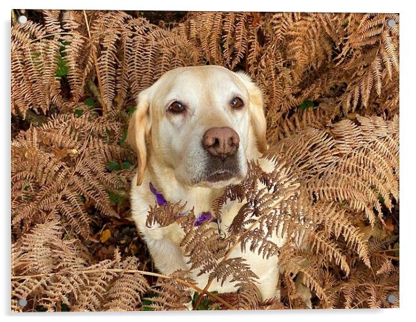 Labrador Dog looking at you Acrylic by Sue Bottomley