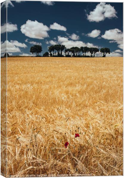 Cereal field with poppies Canvas Print by Vicente Sargues