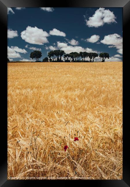 Cereal field with poppies Framed Print by Vicente Sargues