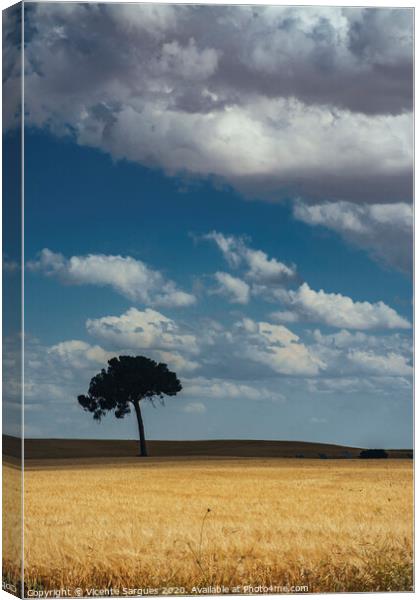 The lonely tree in the field Canvas Print by Vicente Sargues