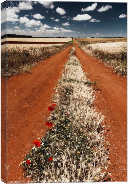 Path between cereal fields Canvas Print by Vicente Sargues