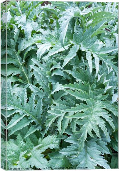 Silvery green Cardoon leaves Canvas Print by Andrew Kearton