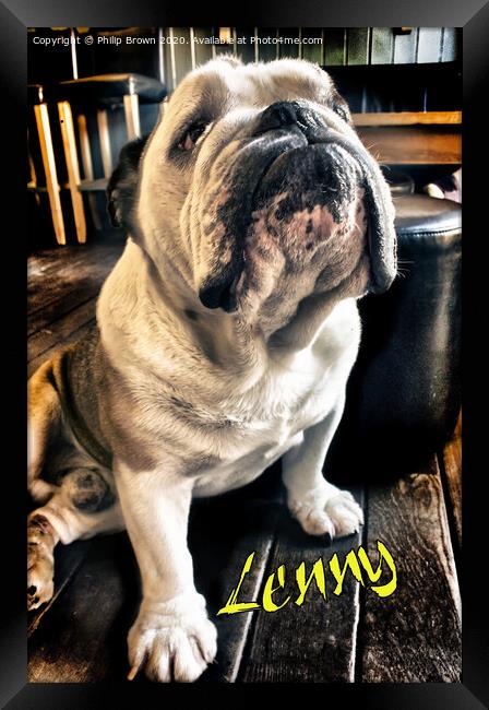 Lenny the Bulldog sitting in a Pub, Colour Version Framed Print by Philip Brown