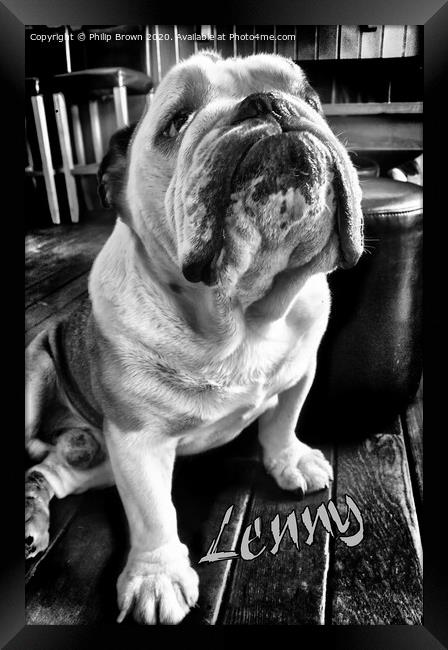 Lenny the Bulldog sitting in a Pub, B&W Version Framed Print by Philip Brown