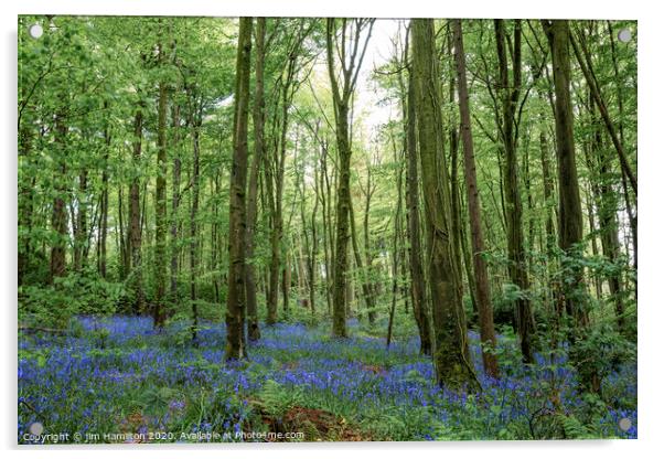 Bluebell Wood Acrylic by jim Hamilton