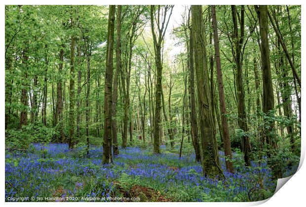 Bluebell Wood Print by jim Hamilton