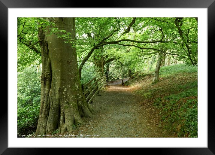 A walk in the Forest. Framed Mounted Print by jim Hamilton