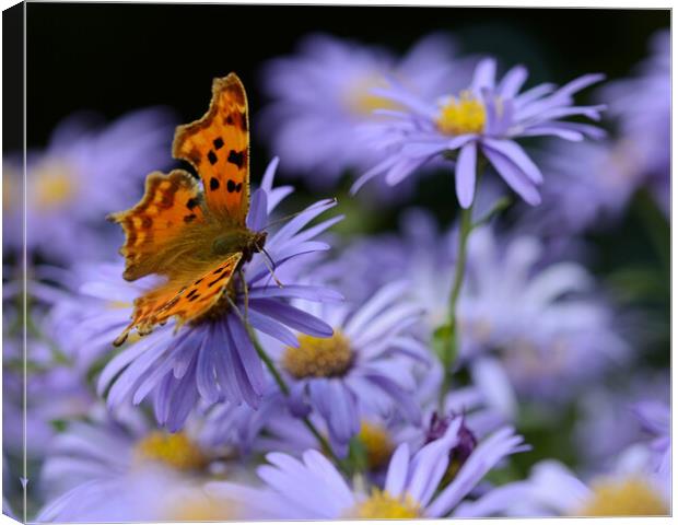 Butterfly on flower Canvas Print by Paul Collis
