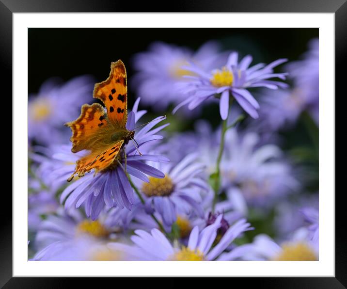 Butterfly on flower Framed Mounted Print by Paul Collis