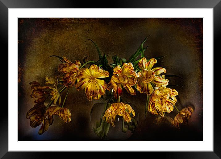 Yellow Tulips Framed Mounted Print by Ann Garrett