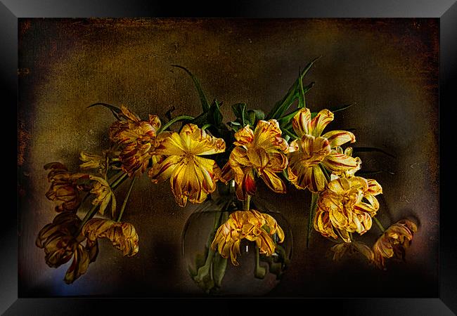 Yellow Tulips Framed Print by Ann Garrett