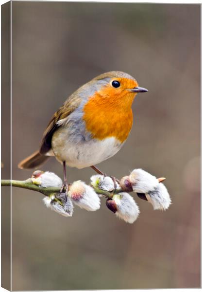 Robin Redbreast on Pussy Willow Canvas Print by Mick Vogel