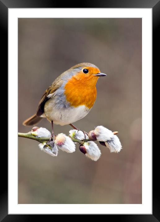 Robin Redbreast on Pussy Willow Framed Mounted Print by Mick Vogel