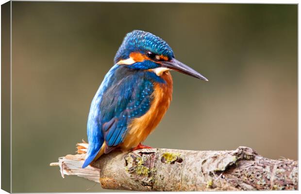 Kingfisher Canvas Print by Mick Vogel