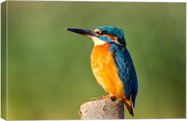 Kingfisher on post Canvas Print by Mick Vogel