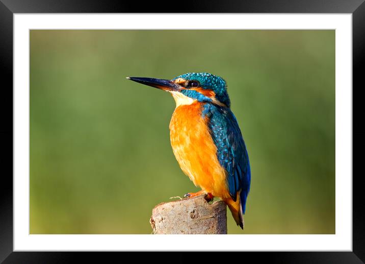Kingfisher on post Framed Mounted Print by Mick Vogel