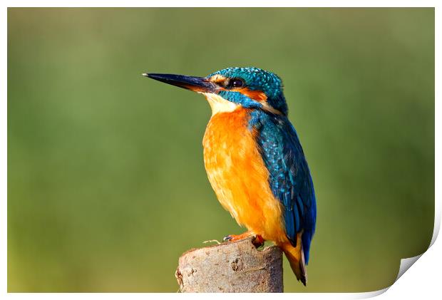 Kingfisher on post Print by Mick Vogel