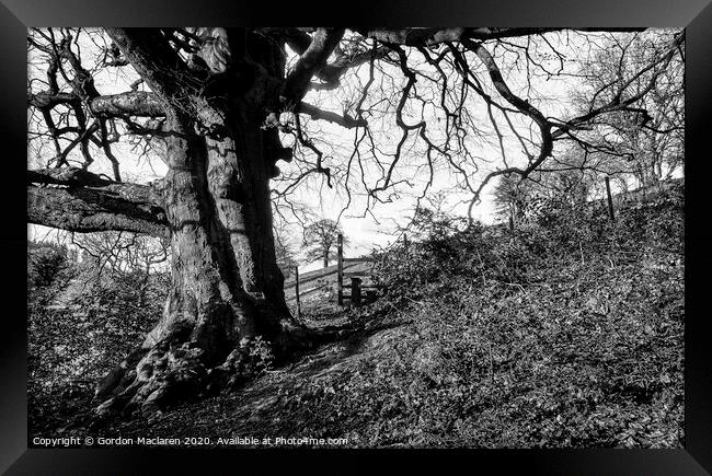 Monochrome Tree St Arvans Framed Print by Gordon Maclaren