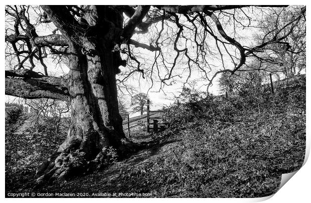 Monochrome Tree St Arvans Print by Gordon Maclaren