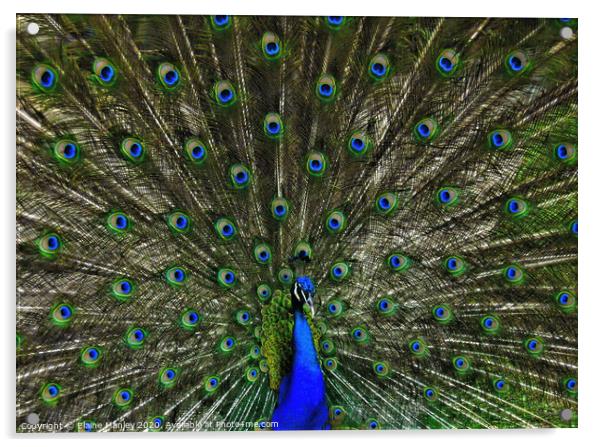 Peacocks Feathers Acrylic by Elaine Manley