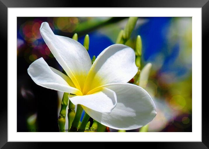 The beautiful Plumeria flower Framed Mounted Print by Elaine Manley