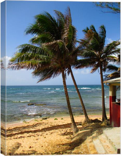 Tropical palms on a Caribbean beach Canvas Print by Ann Biddlecombe