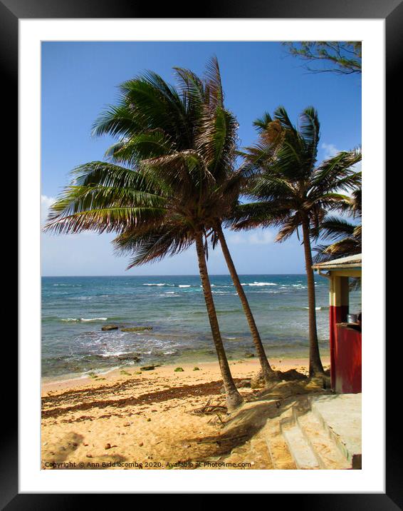 Tropical palms on a Caribbean beach Framed Mounted Print by Ann Biddlecombe