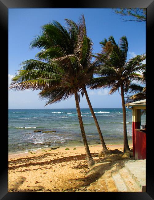 Tropical palms on a Caribbean beach Framed Print by Ann Biddlecombe
