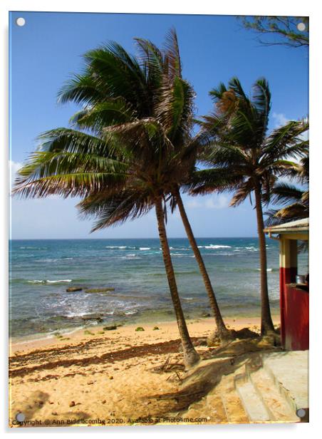 Tropical palms on a Caribbean beach Acrylic by Ann Biddlecombe