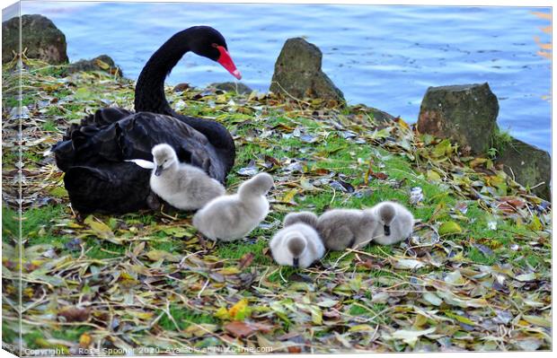 Black Swans and Cygnets at Dawlish in Devon Canvas Print by Rosie Spooner