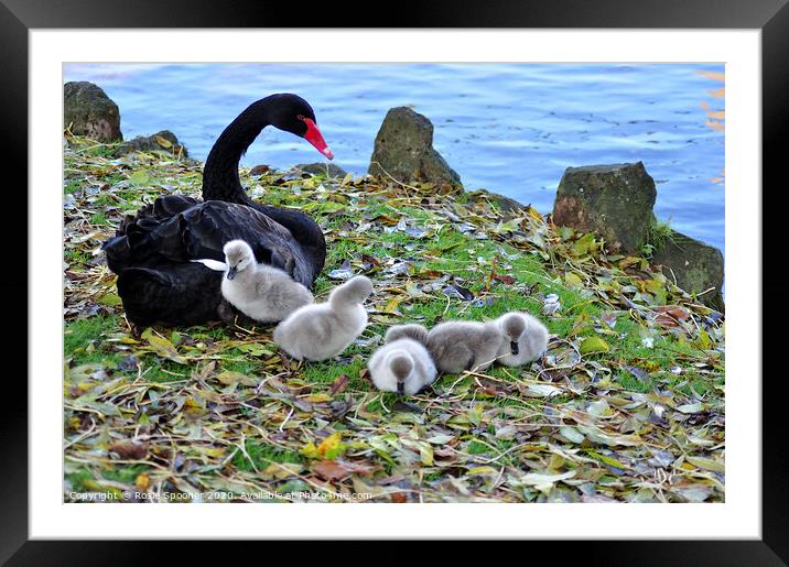 Black Swans and Cygnets at Dawlish in Devon Framed Mounted Print by Rosie Spooner