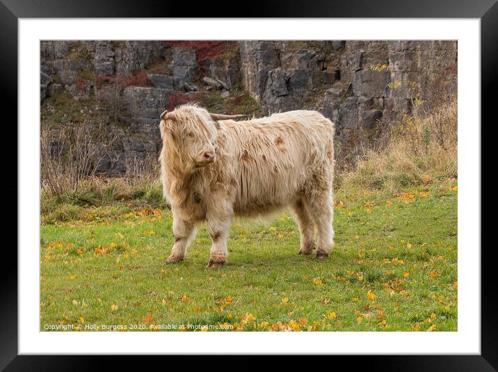 Highland cattle White in Derbyshire  Framed Mounted Print by Holly Burgess