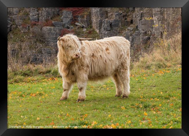 Highland cattle White in Derbyshire  Framed Print by Holly Burgess
