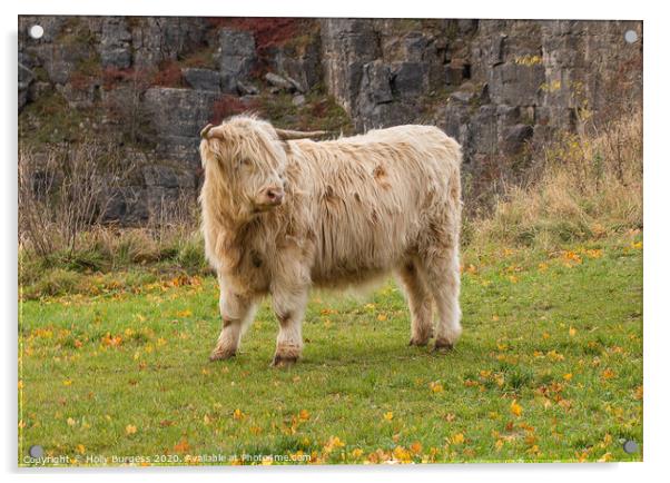 Highland cattle White in Derbyshire  Acrylic by Holly Burgess