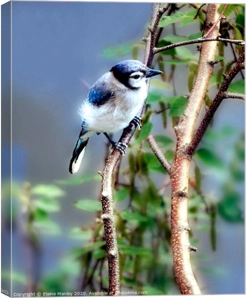 Baby Blue Jay Canvas Print by Elaine Manley