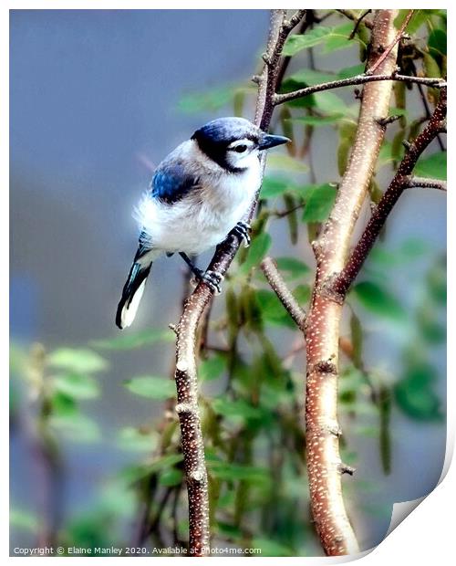 Baby Blue Jay Print by Elaine Manley