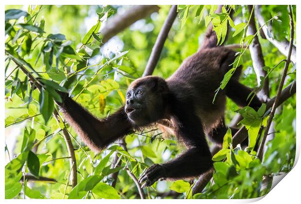 Howler Monkey foraging in the trees Print by Jason Wells