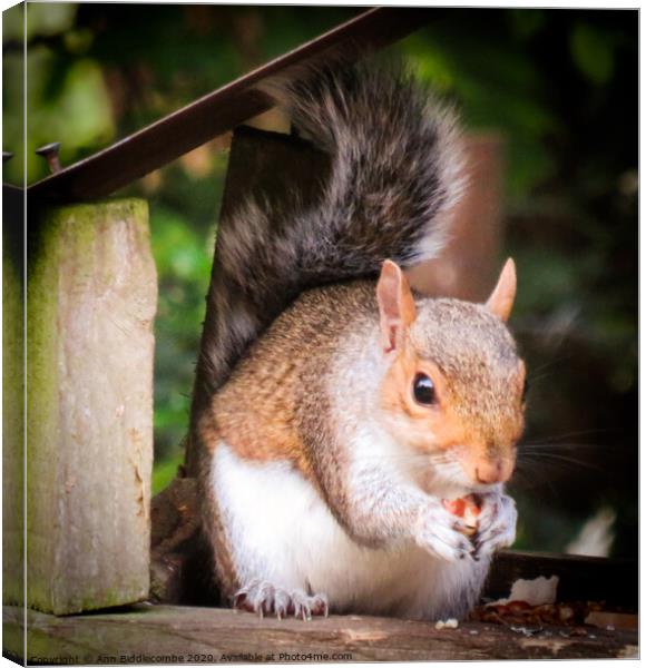 A close up of a squirrel eating a nut Canvas Print by Ann Biddlecombe