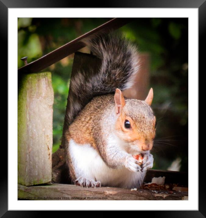A close up of a squirrel eating a nut Framed Mounted Print by Ann Biddlecombe